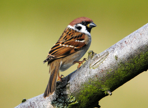 Tree sparrow