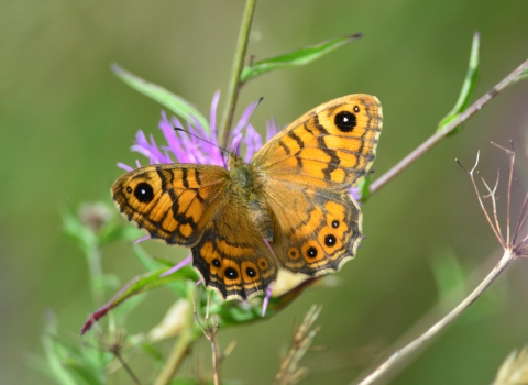 Wall brown butterfly