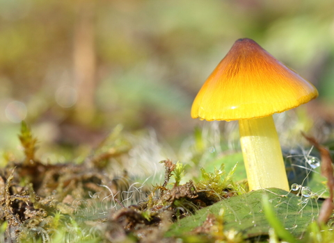 Grassland fungi