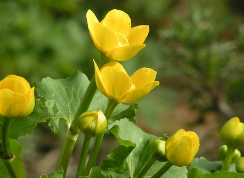 Marsh marigold