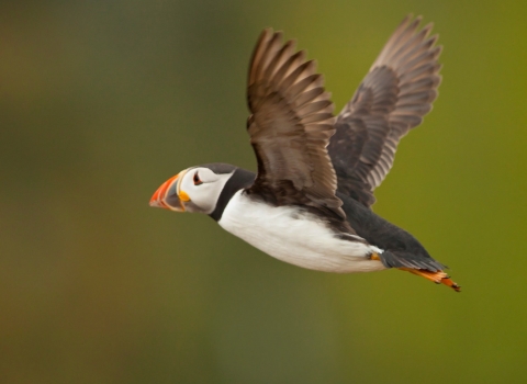 puffin