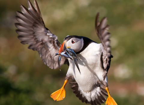 puffin