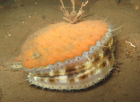 Queen scallop