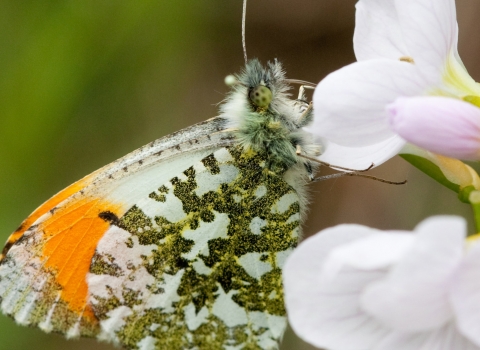 orange tip