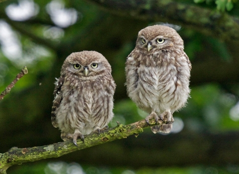 owls